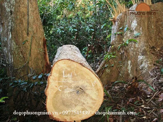 Gỗ dổi trong chế tác cửa võng thờ gỗ đẹp.